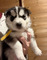 Preciosos cachorros(((+346613861799)husky para adopciónae1- [ ] w