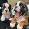 Regalo cachorros boxer/whatapps*623727736