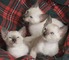 Regalo hermosa siames gatitos27