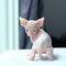 Regalo preciosa sphynx gatitos21