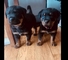 Whatsapp(+34603939509)cachorros rottweiler, machos y hembras