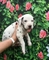 Cachorros dalmatas adiestrados disponibles(+34603939509)