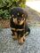 Cvbfffeeee preciosa camada de cachorros rottweiler macho y hembra