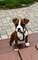 Hmm cachorros de boxer (612469261)
