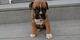 Our cachorros de boxer (612469261)