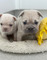 Preciosos cachorros(((+34613861799)bulldog franceés para adopción