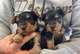 Prreciosos cachorros(((+34613861799)yorkshire para adopción