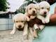 Regalo preciosa labrador retriever cachorros5