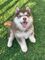 Rtyggghgg preciosa camada de cachorros husky siberiano macho y he