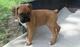 Too cachorros de boxer (612469261)